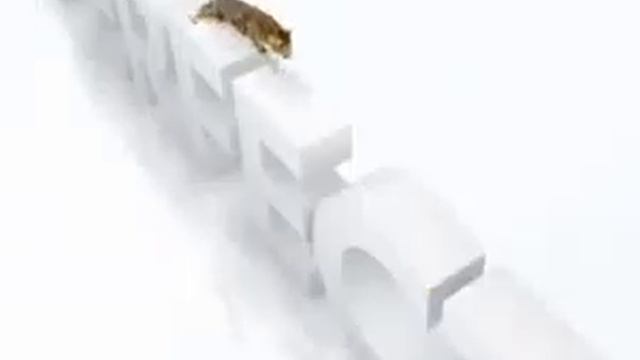 Perfect Cat Active Russia смотреть онлайн