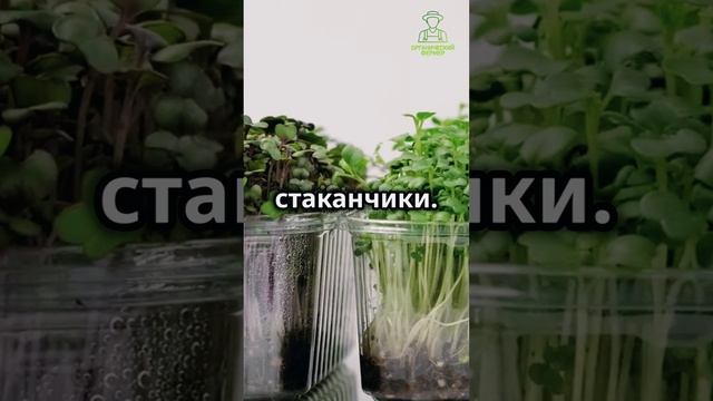 микрозелень на подоконнике