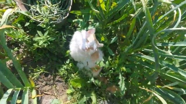 Сделайте это с чесноком, УВЕЛИЧЬТЕ УРОЖАЙ! Обламывание стрелок, МУЛЬЧИРОВАНИЕ смотреть онлайн