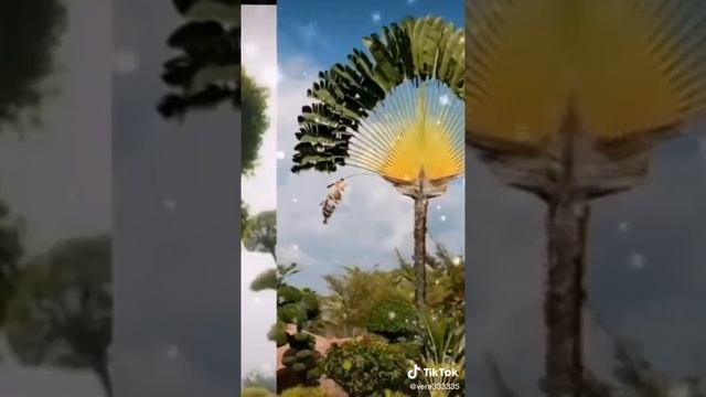 Необычные и самые красивые деревья мира