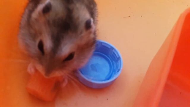 Рассказываю про клетку, выпускаю Хомку и Хрумку. смотреть онлайн