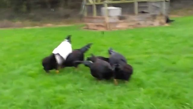 Indian Game - Back Yard Nov. 2013 смотреть онлайн