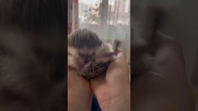 Весна пришла! Потеплело. Ежик проснулся. смотреть онлайн