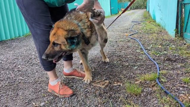 Коты приюта для собак и три немецких овчарки смотреть онлайн