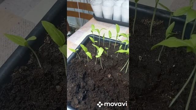 ПИКИРОВКА БАКЛАЖАН СОРТА ВАЛЕНТИНА. ОГОРОД НА КУБАНИ. shorts# смотреть онлайн