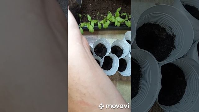 ПИКИРОВКА БАКЛАЖАН БЕЛОПЛОДНЫЕ. ОГОРОД НА КУБАНИ. shorts# смотреть онлайн