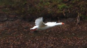 Ока 26-27 10 2024