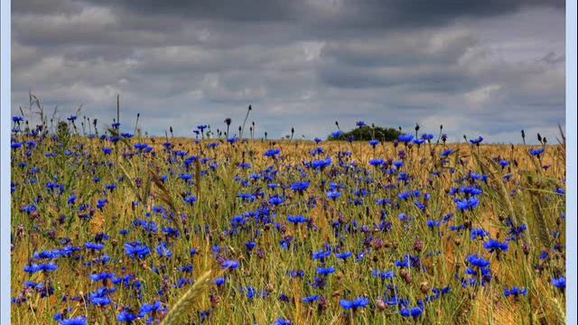 Не дари мне цветов покупных... смотреть онлайн