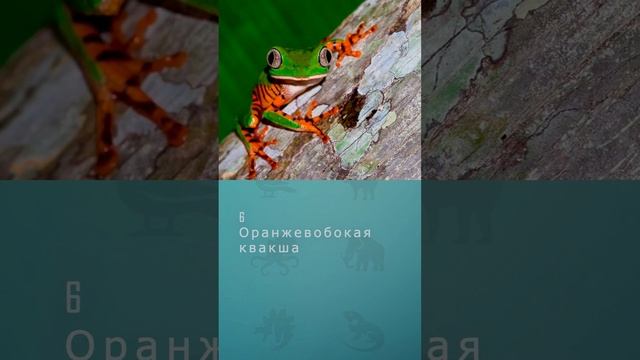 Топ-10 самых красивых лягушек в мире #шортс #топ10 #лягушки #ютубшортс #земноводные #рептилии
