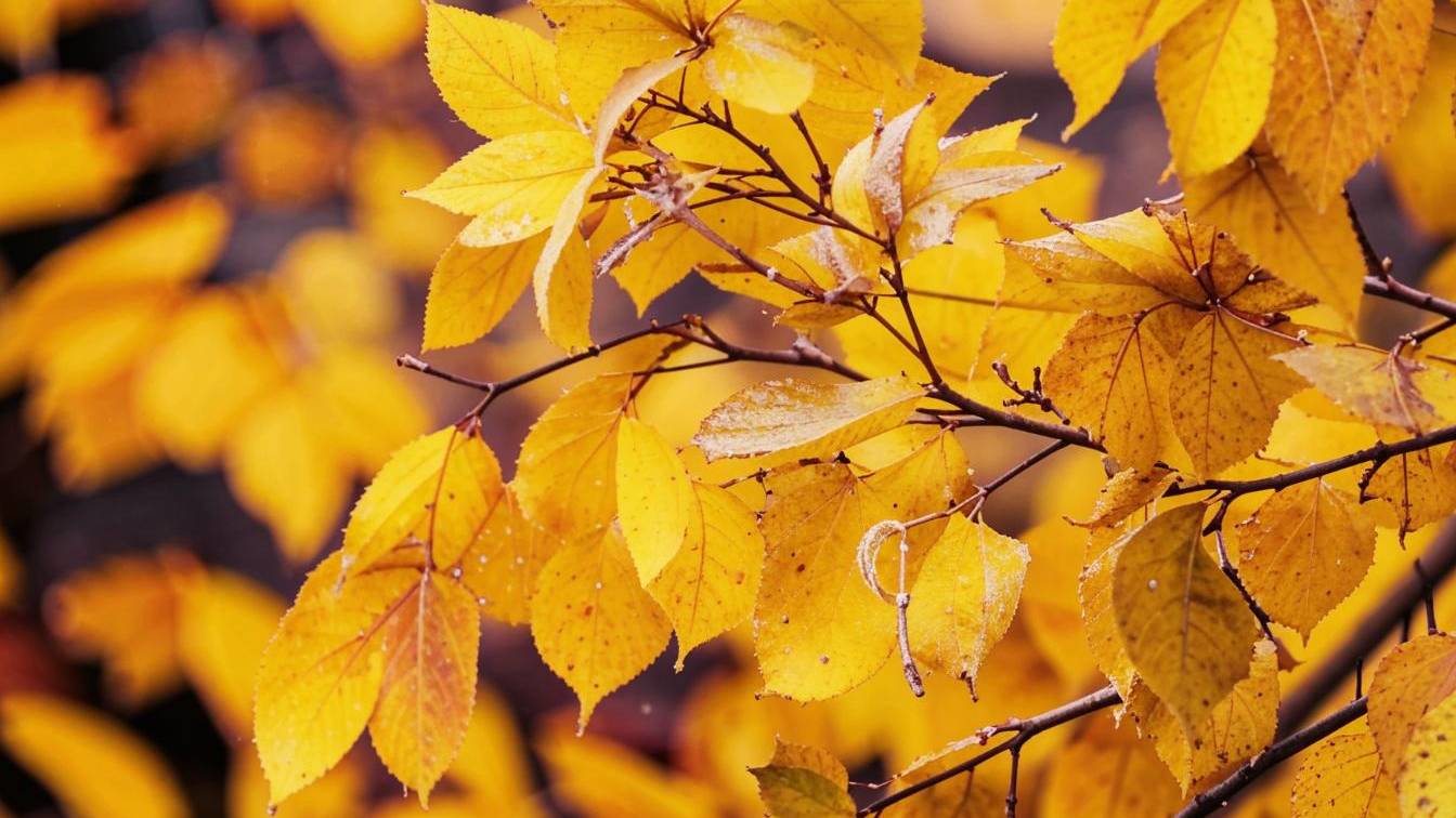 Первый снег ❄️ смотреть онлайн