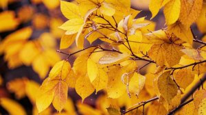 Первый снег ❄️