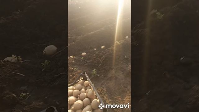 ПОСАДКА КАРТОФЕЛЯ ЭВОЛЮШЕН. ОГОРОД НА КУБАНИ. shorts# смотреть онлайн