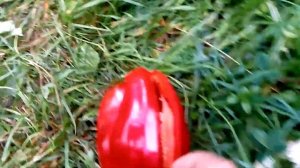 Созревание перцев в Подмосковье в открытом грунте.