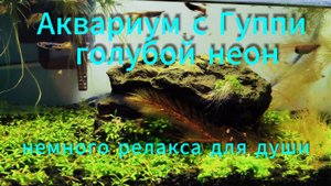 Аквариум с Гуппи Эдлера