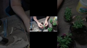 Осеннее черенкование калибрахоа