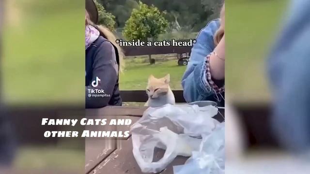 СМЕШНЫЕ ЖИВОТНЫЕ😂 ТЕСТ НА ПСИХИКУ ЧЕЛЛЕНДЖ 😂 FUNNY ANIMALS PASS THE PSYCHE TEST CHALLENG смотреть онлайн