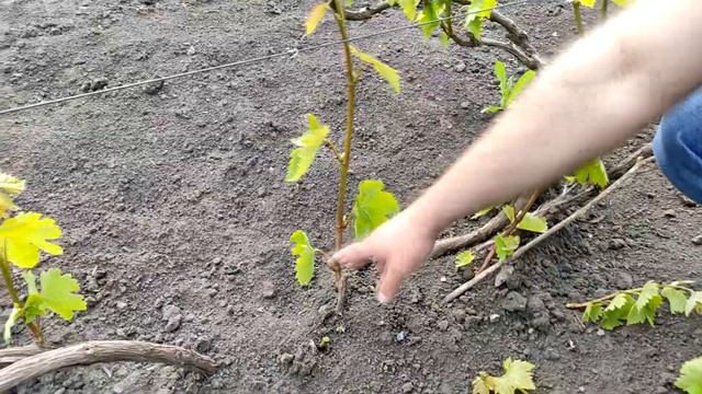 Нормування винограду пагонами