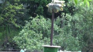 УЖ. чи. ГАДЮКА плывёт на  ВОДЕ!!!   13.05. 2024.г.