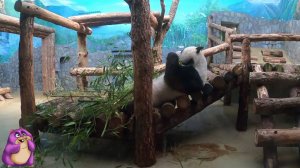 Московский Зоопарк 🐼🐒🐘🐆