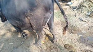 Philin Jhoti | Beautiful Buffalo | Price 2,85000 Rupees | Ph No : 03037742643 | 82 Animal TV |