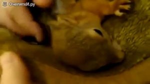 очень смешно смотреть всем как белка ругается