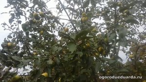 Показываю и рассказываю про яблоню сорт Богатырь