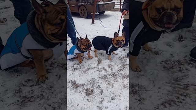Прекрасные бульдожки ❤