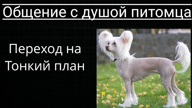 Общение с душой собаки.Сеанс заказчика.Ченнелинг