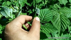 Показываю почему листья у малины могут слипаться