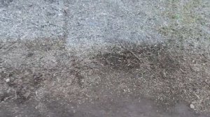 Расчистка участка