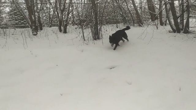 VID_20241116_094818.mp4 смотреть онлайн