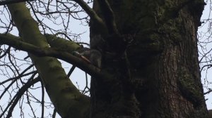 Squirrel stole ICE CREAM 🔹БЕЛКА украла мороженое