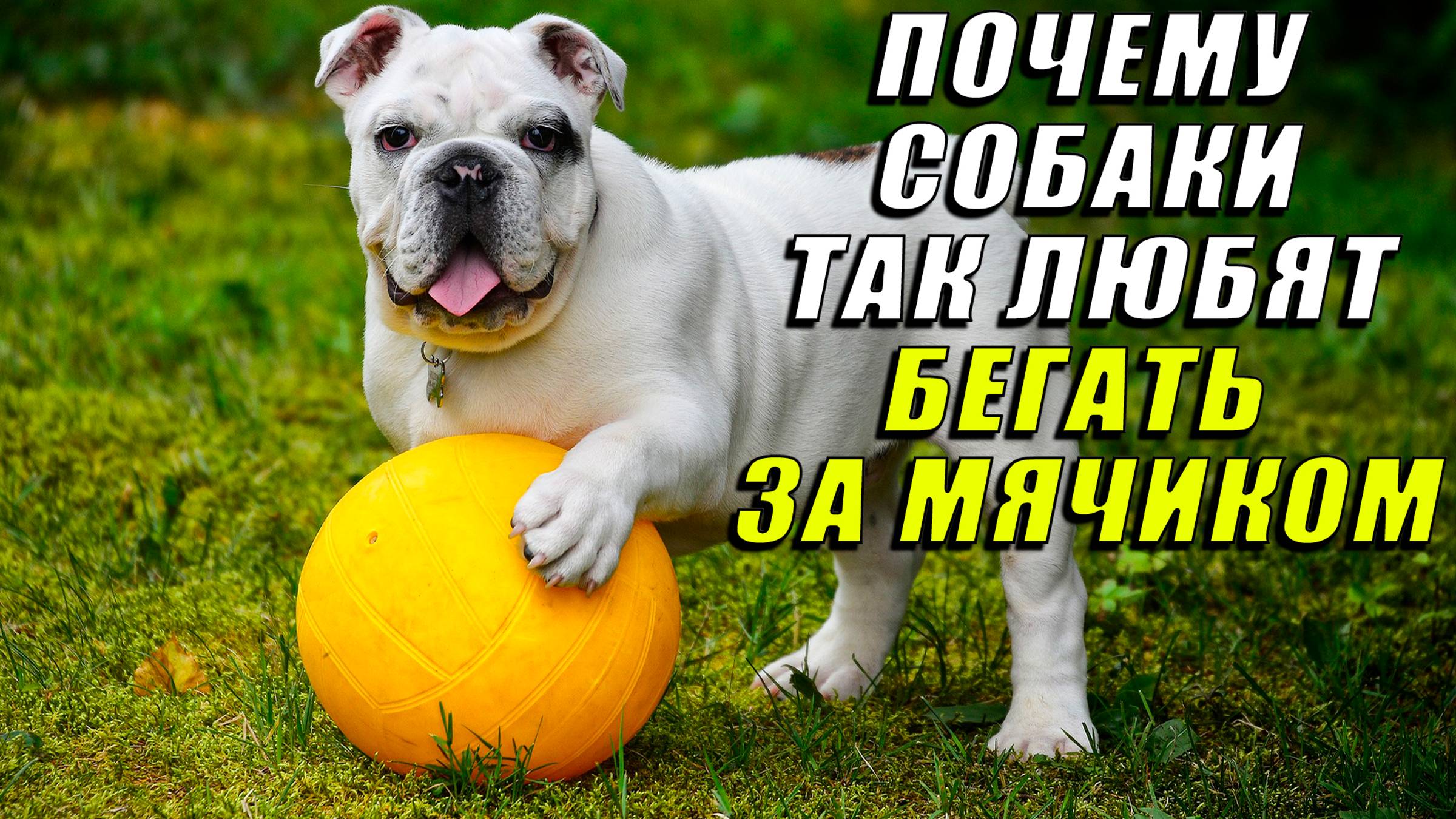 Почему собаки так любят бегать за мячиком
