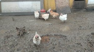Какие у меня худые и лысые курицы! Надо лучше за ними ухаживать. Немного о гусях 🪿и кошечке Лапы