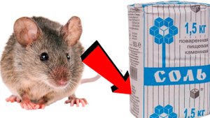 Как быстро избавиться от крыс За 3 Секунды!