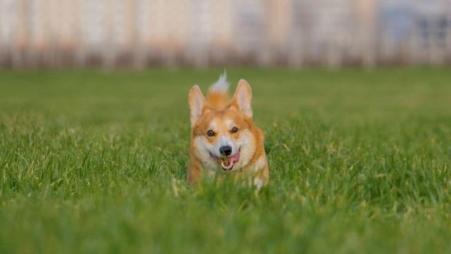 Коржик