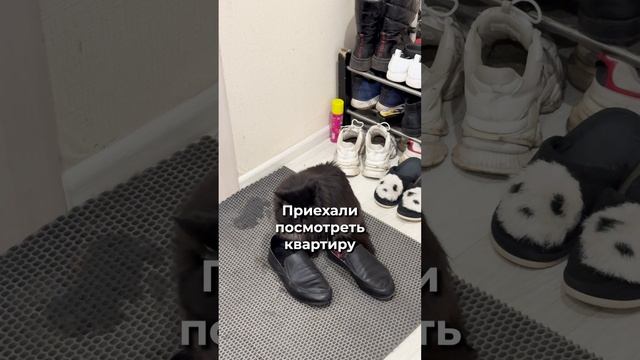 Приехали на просмотр квартиры, а там...