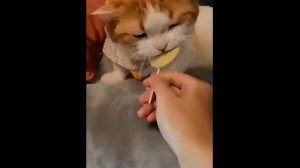 Смешные котики - часть 1 (uu)