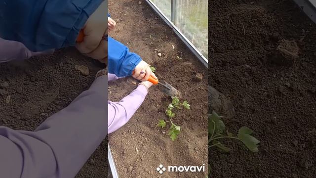 ПЕРВАЯ ПОСАДКА ТОМАТОВ В 2023Г. ОГОРОД НА КУБАНИ. shorts# смотреть онлайн