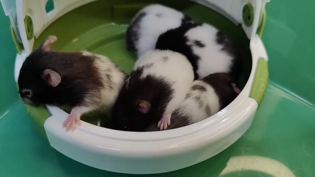 Сирийские хомячата с белым поясом, 3 недели