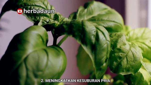 Bukan Lalapan Biasa, Daun Kemangi Dapat Membangkitkan Gairah Pria смотреть онлайн