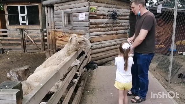 Городской парк♥️барашки♥️утки#гуси#белки#карусели