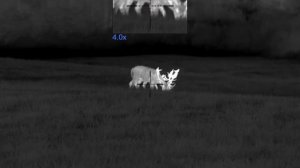 Pulsar Thermion 2 LRF XP50 Pro - Fallow Deer