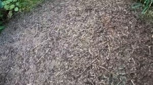 Нашёл муравейник в лесу