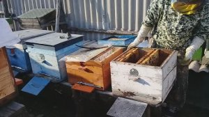 Исправление семьи с отрутневевшей маткой весной