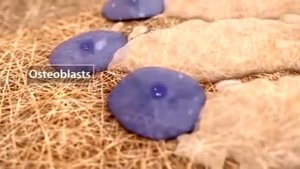 остеобласт