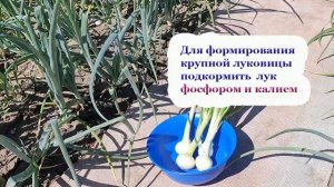 ЛУК. Важно сделать в июне. Защита от грибных, бактериальных, вирусных болезней и вредителей лука.