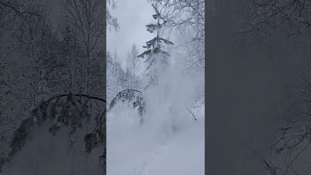 Ели со снежными шапками, просто не пройти...