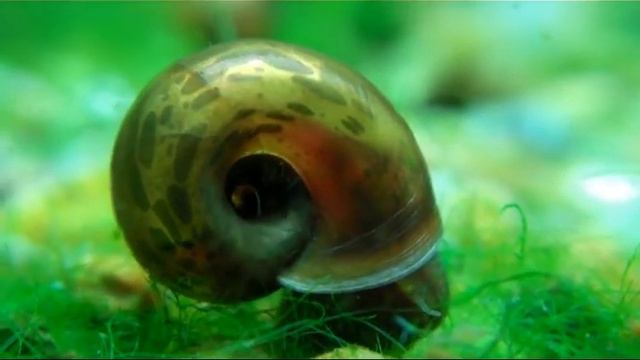 Aquarium macro (Аквариум макро) смотреть онлайн