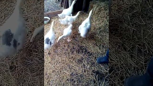 #Гусям_1_месяц#первое взвешивание#жизнь_селянки#